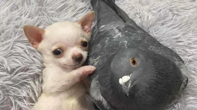 Una Paloma que No Puede Volar Forma un Vínculo Inseparable con un Adorable Chihuahua que No Puede Caminar