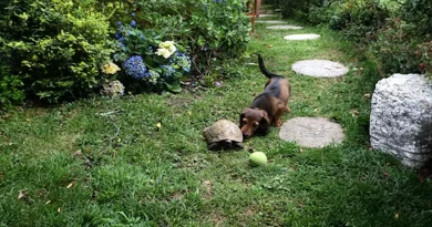 Mira cómo la Familia de un Dachshund y una Tortuga Veloz Juegan al Fútbol Juntos