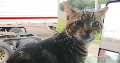 Camionero Frenético se Reúne Milagrosamente con su Gato Copiloto Después de Publicar una Foto en un Foro Online Obscuro