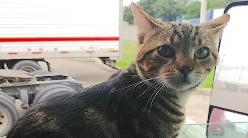 Camionero Frenético se Reúne Milagrosamente con su Gato Copiloto Después de Publicar una Foto en un Foro Online Obscuro