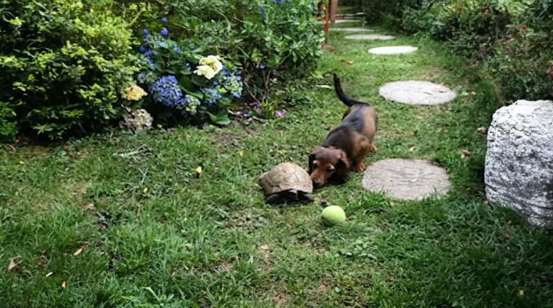 Mira cómo la Familia de un Dachshund y una Tortuga Veloz Juegan al Fútbol Juntos