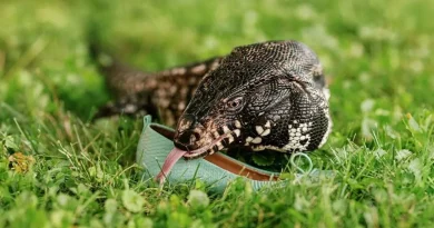 Un Lagarto Gigante Recauda Dinero para Ayudar a los Afectados por los Incendios en Australia Pintando Obras de Arte con sus Garras