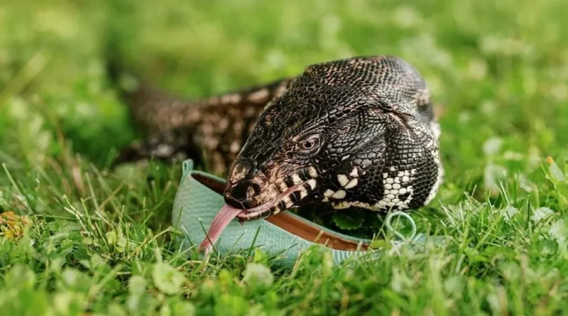 Un Lagarto Gigante Recauda Dinero para Ayudar a los Afectados por los Incendios en Australia Pintando Obras de Arte con sus Garras