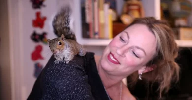 Ardilla Rescatada de la Carretera Ahora Esconde Nueces en el Cabello de su Humano Mientras se Prepara para el Invierno