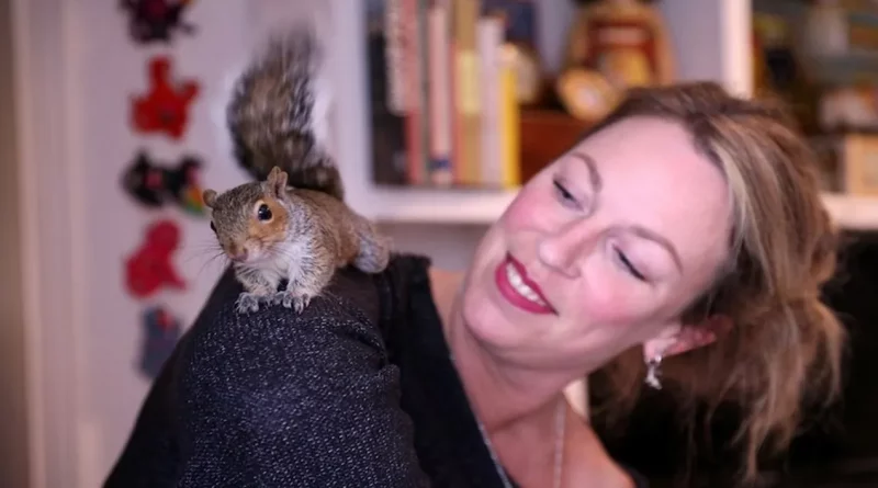 Ardilla Rescatada de la Carretera Ahora Esconde Nueces en el Cabello de su Humano Mientras se Prepara para el Invierno