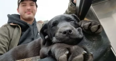 Cachorro Sordo Aprende Lengua de Signos Tras Ser Adoptado por un Hombre También Sordo