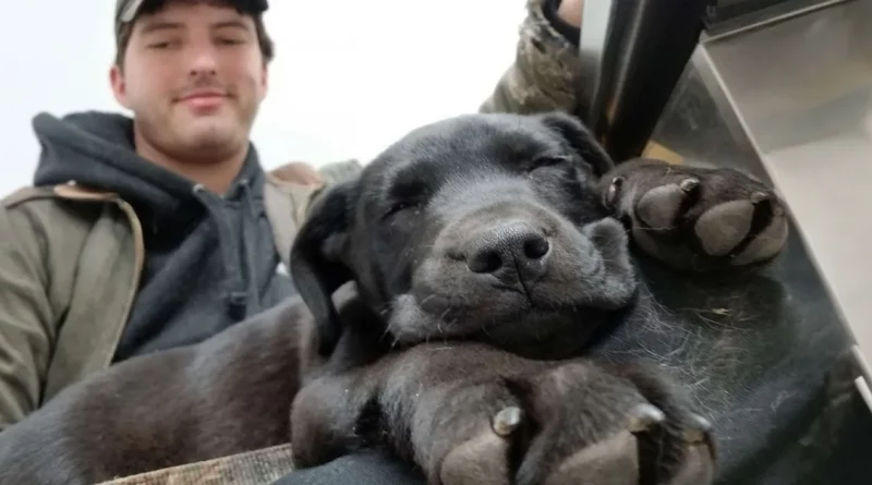 Cachorro Sordo Aprende Lengua de Signos Tras Ser Adoptado por un Hombre También Sordo