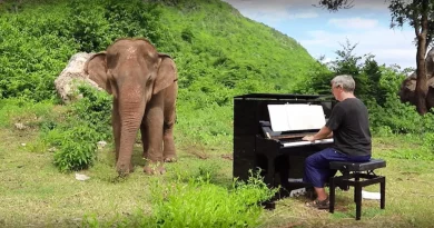 Cuando los Conciertos Perdieron Sentido, un Pianista Encuentra Satisfacción Tocando Música para Elefantes Ciegos