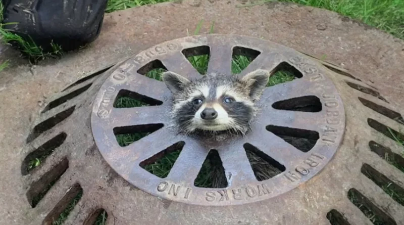 Bomberos Se Vuelven Creativos para Ayudar a un Bebé Mapache con la Cabeza Atrapada en una Tapa de Alcantarilla