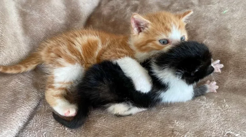 Un Gatito Llamado Lennon Rescatado en John Lennon Drive Ahora Hace de Hermano Mayor a Otro Gatito Callejero—Ringo