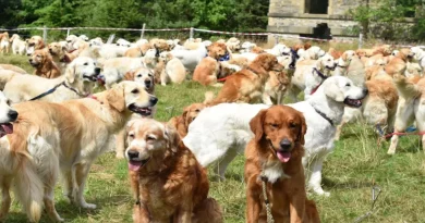 361 Golden Retrievers se Reunieron en Escocia para Celebrar el Cumpleaños de Su Raza