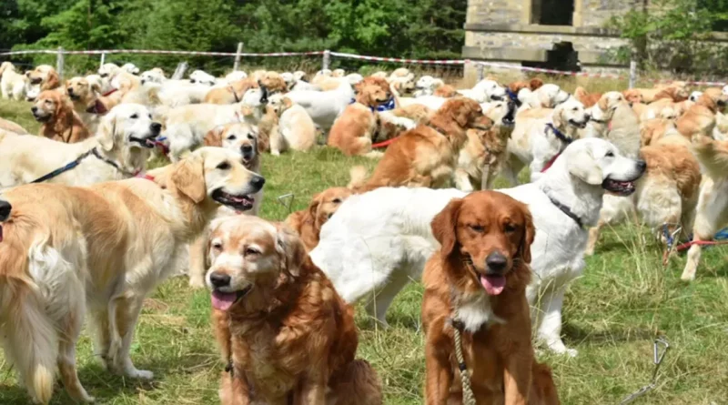 361 Golden Retrievers se Reunieron en Escocia para Celebrar el Cumpleaños de Su Raza