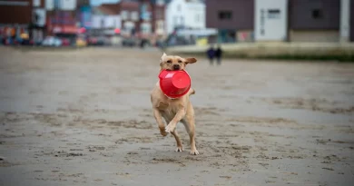 Labrador Retriever Ayuda a su Dueña a Recolectar Cientos de Kilos de Basura en la Playa Desde que Era Cachorra