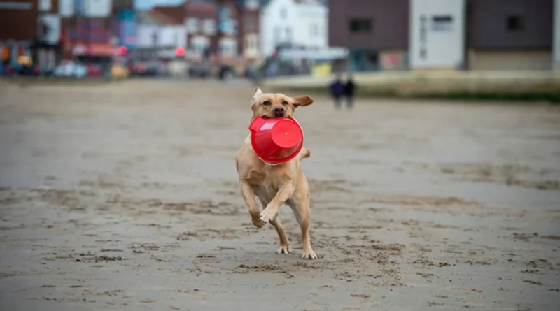 Labrador Retriever Ayuda a su Dueña a Recolectar Cientos de Kilos de Basura en la Playa Desde que Era Cachorra