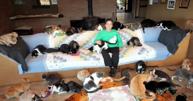 Lo único loco acerca de esta señora de los gatos es el número de felinos que ha rescatado: 28,000