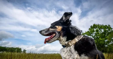 Perro pastor sordo vuelve a pastorear a su rebaño después de aprender ‘lenguaje de señas’