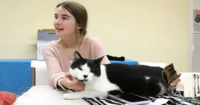 La Chica Solo Había Sido Voluntaria en el Refugio de Mascotas Durante Dos Días Cuando Se Reencontró Con el Gato Perdido de Su Infancia