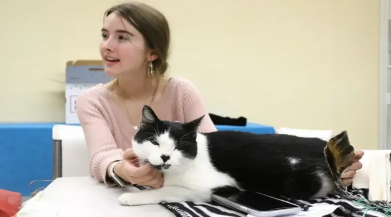 La Chica Solo Había Sido Voluntaria en el Refugio de Mascotas Durante Dos Días Cuando Se Reencontró Con el Gato Perdido de Su Infancia