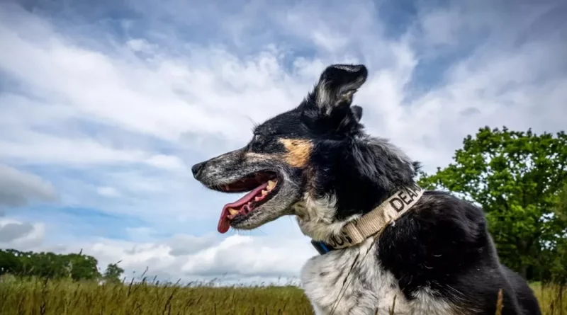 Perro pastor sordo vuelve a pastorear a su rebaño después de aprender ‘lenguaje de señas’