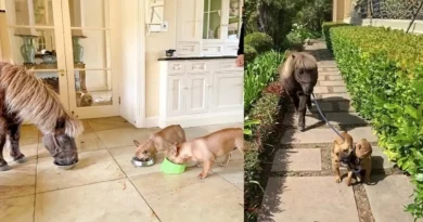 En Esta Familia, Los Perros Llevan al Caballo de Paseo