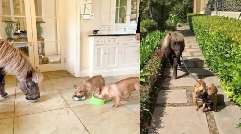 En Esta Familia, Los Perros Llevan al Caballo de Paseo