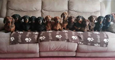 Hombre Convence a Sus 17 Dachshunds de Vestirse con Suéteres Navideños para que Puedan Posar para la Mejor Foto Familiar de la Historia