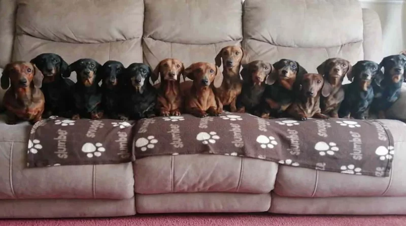 Hombre Convence a Sus 17 Dachshunds de Vestirse con Suéteres Navideños para que Puedan Posar para la Mejor Foto Familiar de la Historia