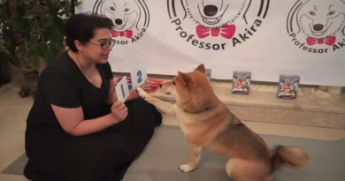 Una mujer utiliza el confinamiento para enseñar matemáticas y colores a su inteligente perro con tarjetas didácticas caseras