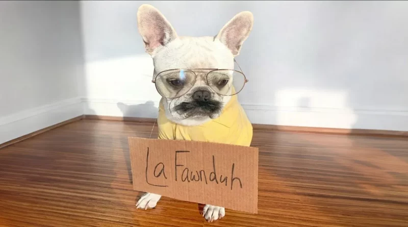 Conozcan a Sapo, el Bulldog Francés que se Disfraza con Trajes de Halloween Todos Los Días de Octubre