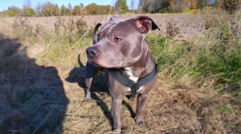 Una Mujer Tenía Miedo del Pitbull del Vecino—Hasta que Él le Salvó la Vida