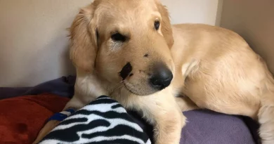 Valiente Cachorro Salva a su Dueña Saltando Frente a una Serpiente de Cascabel