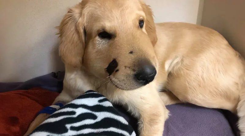 Valiente Cachorro Salva a su Dueña Saltando Frente a una Serpiente de Cascabel