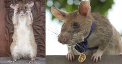 Este Ratón Busca Minas Terrestres En Camboya–Y Acaba De Ganar Una Medalla De Oro Por Su Trabajo Que Salva Vidas