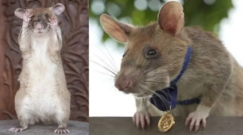 Este Ratón Busca Minas Terrestres En Camboya–Y Acaba De Ganar Una Medalla De Oro Por Su Trabajo Que Salva Vidas