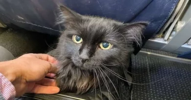 Gato Perdido Finalmente se Reúne con su Dueño Después de Haber Sido Encontrado Callejeando a 2,250 Kilómetros de Casa