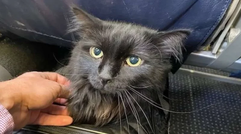 Gato Perdido Finalmente se Reúne con su Dueño Después de Haber Sido Encontrado Callejeando a 2,250 Kilómetros de Casa