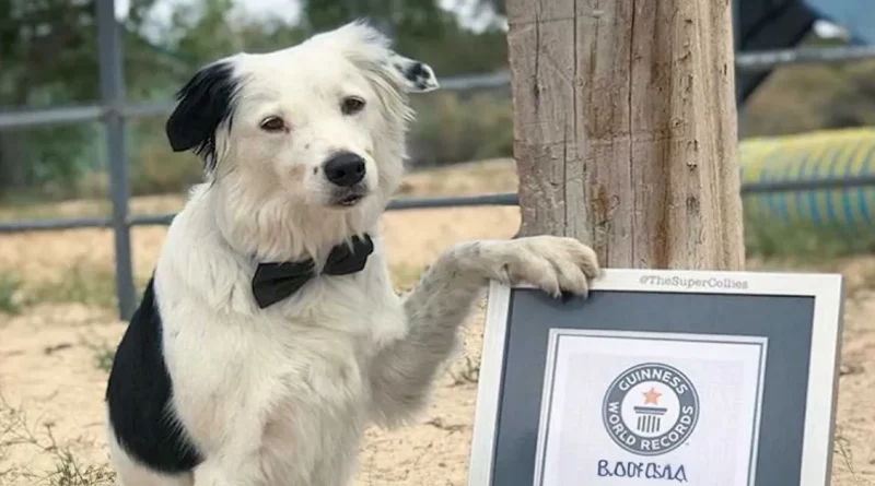 Mira a Este Famoso Perrito Batir el Récord Mundial de Más Trucos Realizados en un Minuto