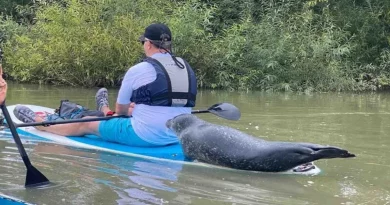 Observa el Momento en que Esta Foca Salta Directamente en la Parte Trasera de una Tabla de Paddle para Pedir un Aventón