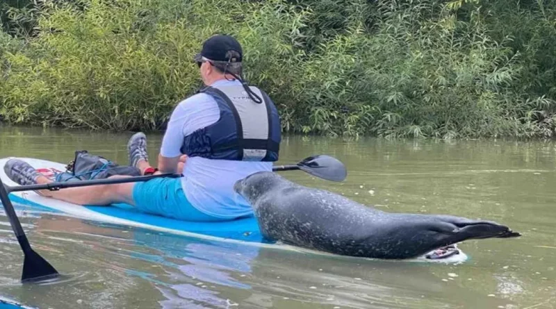 Observa el Momento en que Esta Foca Salta Directamente en la Parte Trasera de una Tabla de Paddle para Pedir un Aventón