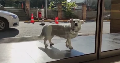 Perro Leal Sigue a la Ambulancia y Espera Casi una Semana para Reunirse con su Humano en el Hospital