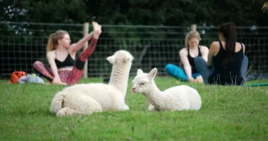 Ahora puedes practicar yoga en un campo lleno de adorables alpacas