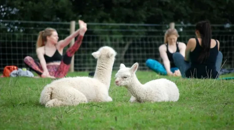 Ahora puedes practicar yoga en un campo lleno de adorables alpacas