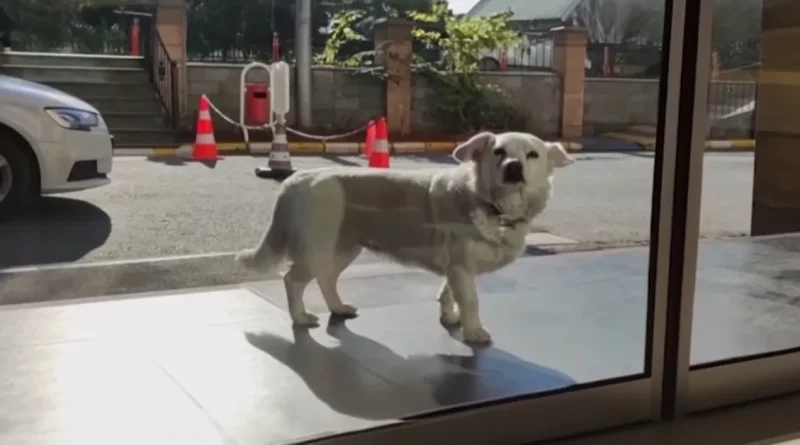 Perro Leal Sigue a la Ambulancia y Espera Casi una Semana para Reunirse con su Humano en el Hospital