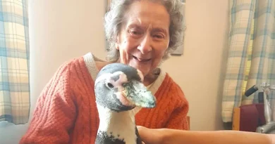 Después de que una Mujer de 99 Años Expresa su Deseo de Conocer a un Pingüino, Todo su Hogar de Ancianos se Sorprende con una Visita Inesperada