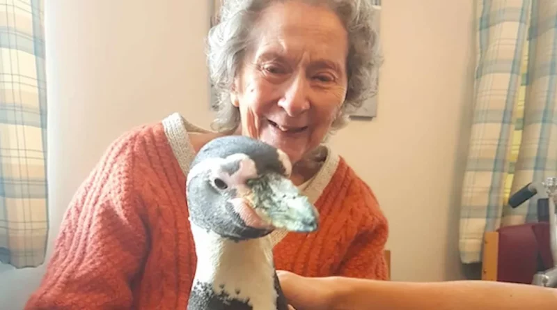 Después de que una Mujer de 99 Años Expresa su Deseo de Conocer a un Pingüino, Todo su Hogar de Ancianos se Sorprende con una Visita Inesperada