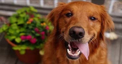 Perros Mayores Abandonados Disfrutan De Sus Años Dorados Con Amor En Este Nuevo Santuario De Retiro