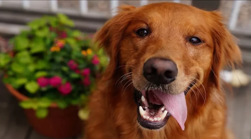 Perros Mayores Abandonados Disfrutan De Sus Años Dorados Con Amor En Este Nuevo Santuario De Retiro