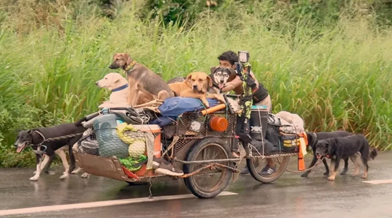 Un Hombre Humilde Recorre Casi Todo el Perímetro de México Salvando a Cientos de Perros Enfermos y Heridos