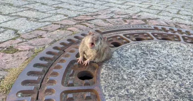 Miles se alegran con las fotos del rescate de una rata regordeta atrapada en una tapa de alcantarilla