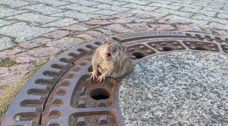 Miles se alegran con las fotos del rescate de una rata regordeta atrapada en una tapa de alcantarilla